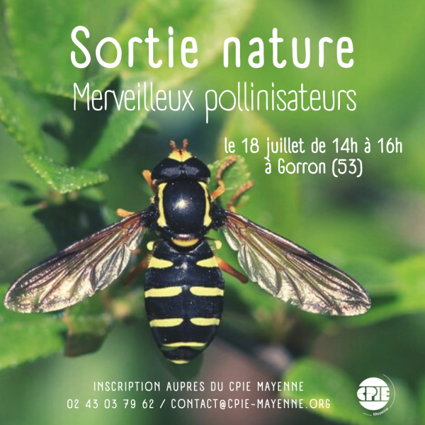 visuel_merveilleuxpollinisateurs